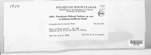 Pucciniosira holwayi image